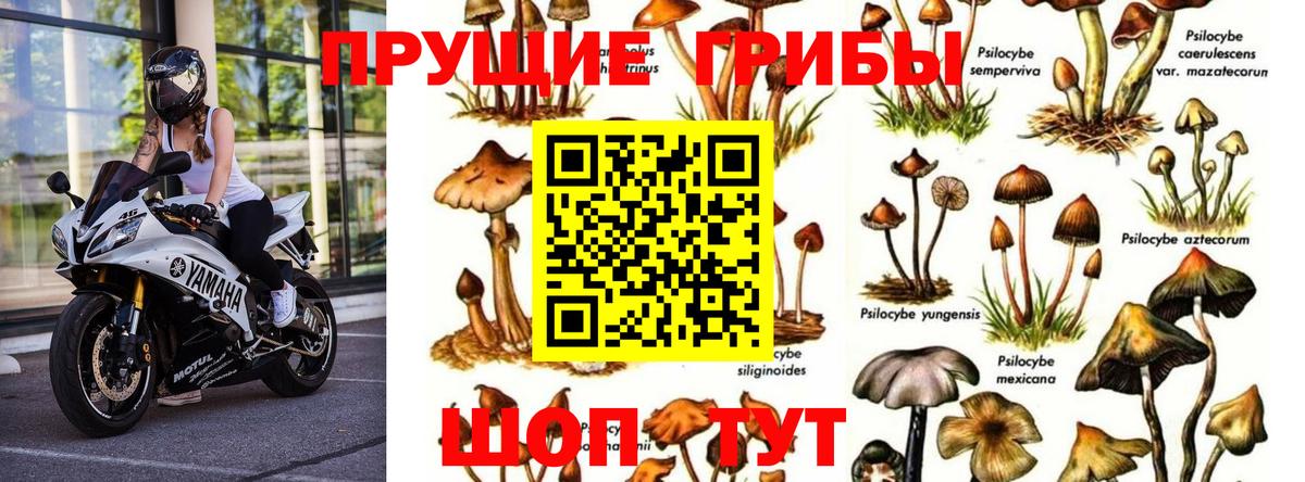Галлюциногенные грибы Psilocybe  Псилоцибиновые грибы Cubensis  сколько стоит  Вход с VPN  Дмитров 